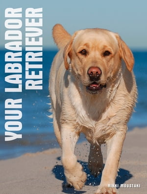 Your Labrador Retriever