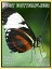 Just Butterfly Photos! Big Book of Photographs & Pictures of Butterflies, Vol. 1
