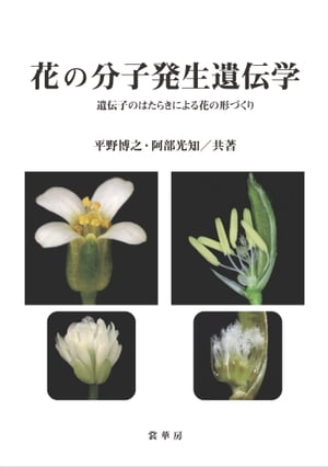 花の分子発生遺伝学