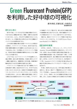 最新実験技術 : 第1回 種々の発光色を利用した in vivoバイオイメージング / Green Fluorecent Protein(GFP) を利用した好中球の可視化