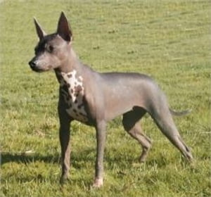 Xoloitzcuintlis for Beginners