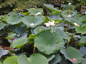 Lotus-Eating Japan