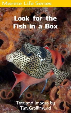 ŷKoboŻҽҥȥ㤨Look for the Fish in a BoxŻҽҡ[ Tim Grollimund ]פβǤʤ337ߤˤʤޤ