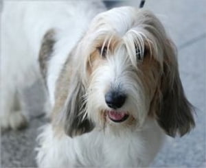 ＜p＞ The PBGV is more like a terrier-like in temperament, and Basset Hound in appearance. This small-sized compact body b...