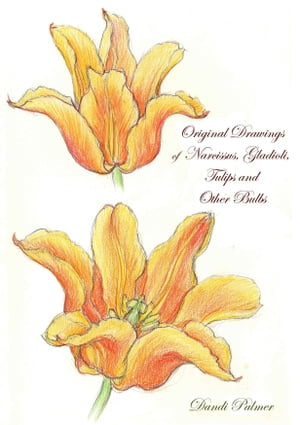 Original Drawings of Narcissus, Gladioli, Tulips and Other Bulbs