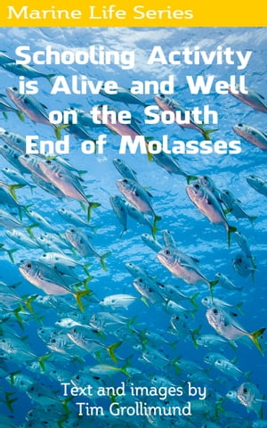 Schooling Activity is Alive and Well on the South End of MolassesŻҽҡ[ Tim Grollimund ]