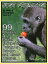 99 Pictures: Just Primate Photos! Big Book of Monkey, Ape, Gorilla, Chimpanzee, Orangutan, Baboon, and Lemur Photographs, Vol. 1