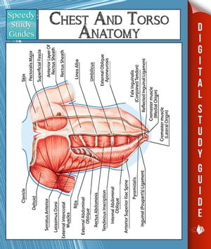Chest And Torso Anatomy (Speedy Study Guide)【