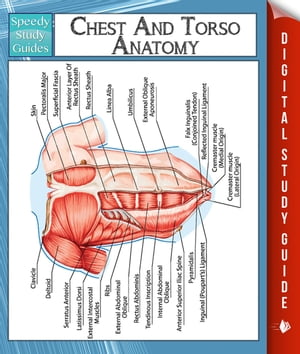 Chest And Torso Anatomy (Speedy Study Guide)