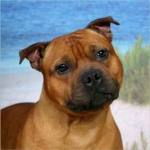 Staffordshire Bull Terriers for Beginners