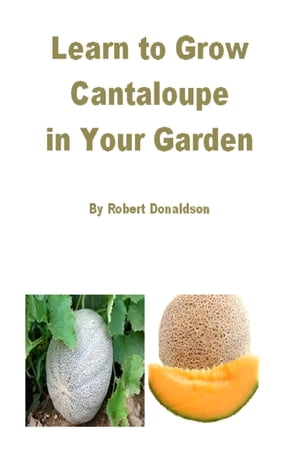 Learn to Grow Cantaloupe in Your Garden