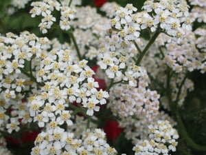 Vancouver's Spring Flowers Part 2