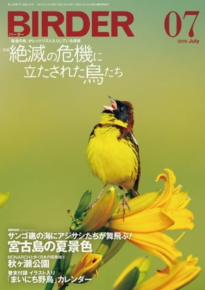 BIRDER2019年7月号