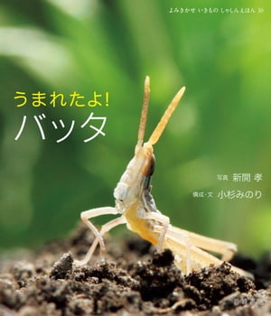 うまれたよ！　バッタ【電子書籍】[ 新開孝 ]