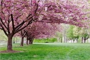 How to Prune a Cherry Tree【電子書籍】[ Lauren Douglas ]