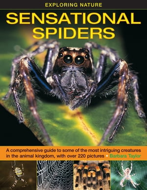 Sensational Spiders