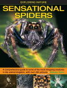 ŷKoboŻҽҥȥ㤨Sensational Spiders A Comprehensive Guide to Some of the Most Intriguing Creatures in the Animal Kingdom, With Over 220 PhotographsŻҽҡ[ Barbara Taylor ]פβǤʤ361ߤˤʤޤ