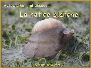 Aujourd'hui j'ai découvert La Natice blanche