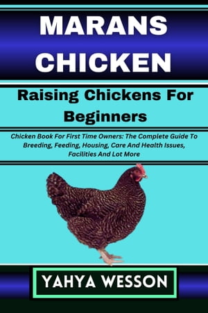 MARANS CHICKEN Raising Chickens For Beginners
