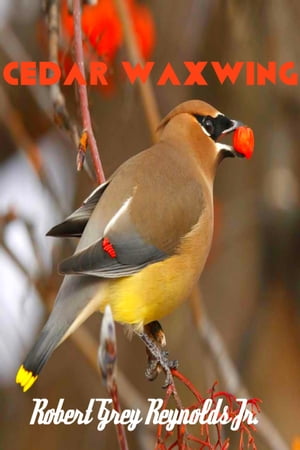 Cedar Waxwing