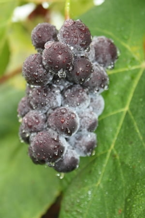 Agricultural Images From North Carolina, USA