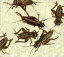 A Crash Course on How to Get Rid of Crickets