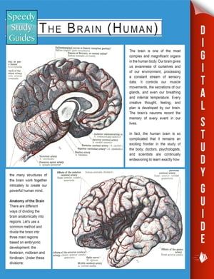 Real Property (Speedy Study Guides)