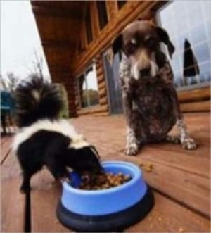 How to Get Rid of Skunk Smell on Dogs