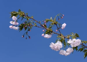 Jazz4 英語入れました【電子書籍】[ 栗崎 康平 ]