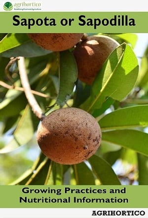 Sapota or Sapodilla