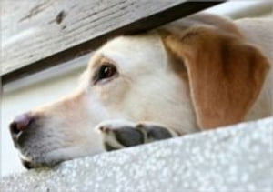 Dogs With Separation Anxiety: An Informative Training Guide to Curing Your Dogs Separation Anxiety