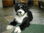 Portuguese Water Dogs for Beginners
