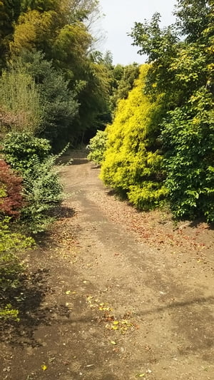 俳句＆Jazz 桜花　吹かれて　貴方は　花枕【電子書籍】[ 栗崎 康平 ]