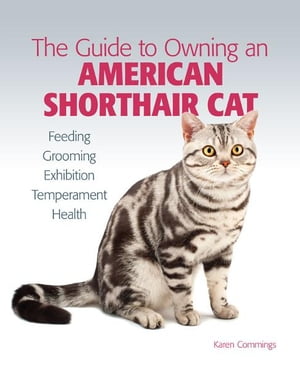 Guide to Owning an American Shorthair Cat
