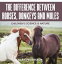 The Difference Between Horses, Donkeys and Mules | Children's Science & Nature