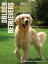 Your Golden Retriever