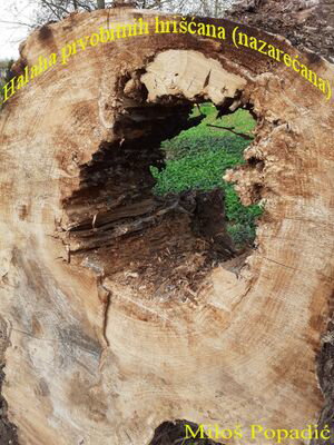 Halaha prvobitnih hri??ana (nazare?ana)【電子書籍】[ Milo? Popadi? ]