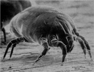 A Crash Course on How to Get Rid of Mites