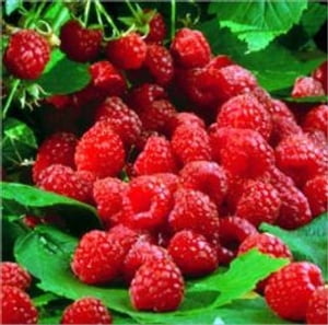 A Crash Course on How to Grow Raspberries