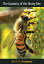 The Anatomy of the Honey Bee