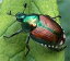 A Crash Course on How to Get Rid of Japanese Beetles