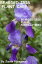 Bearded Iris Plant Care