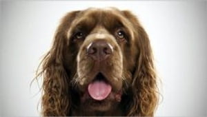 Sussex Spaniels for Beginners