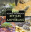 1st Grade Science Workbook: Reptiles and Amphibians