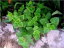 A Crash Course on How to Grow Oregano