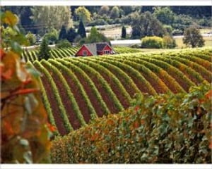 Destination Wine Country: Experience True Beauty