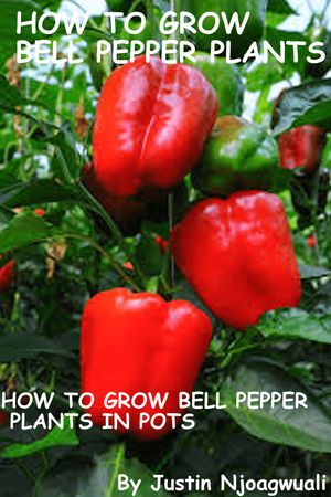 How To Grow Bell Pepper Plants