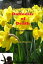Daffodils of Death
