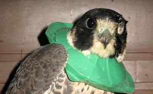 Emergency Wild Bird Care [Article]