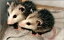 A Quick and Easy Guide on How to Get Rid of Opossums